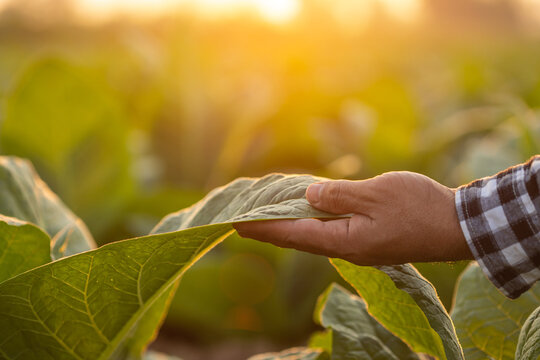 Farmer working in the tobacco field. Man is examining, planning or analyze on tobacco plant after planting. Agriculture Concept