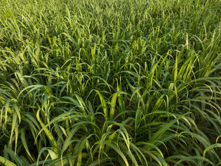 Aerial view of sugarcane plants growing at field