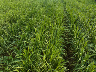 Aerial view of sugarcane plants growing at field