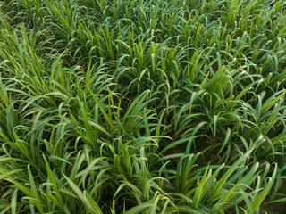 Aerial view of sugarcane plants growing at field