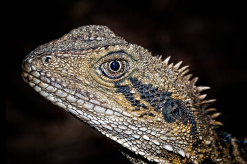 Eye of the Dragon