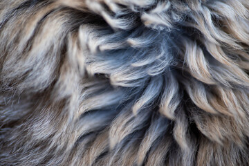 Fourrure Jak © Arkuswork 