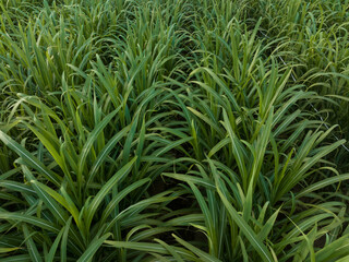 Aerial view of the rice field from drone
