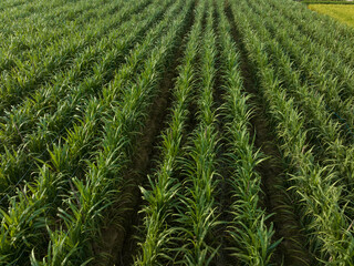 Aerial view of sugarcane plants growing at field