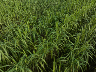 Fototapeta na wymiar Aerial view of sugarcane plants growing at field