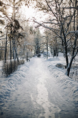 Winter forest in sunny weather