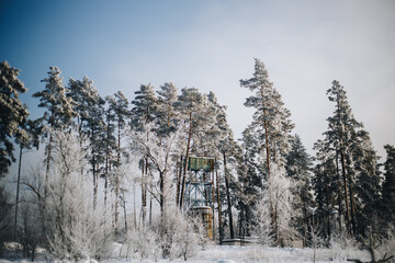 Winter forest in sunny weather