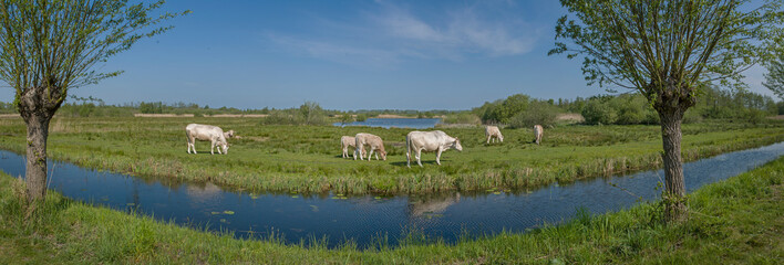 Spring. Cows grazing in meadow. Panorama. National Park de weerribben-De Wieden. Steenwijkerland. Netherlands. 