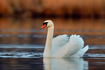 Fototapeta premium Mute swan male swimming on a calm water surface. At sunset. Genus species Cygnus olor.