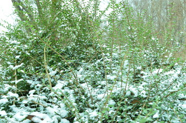 flowers in the garden