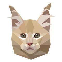 Illustration of low-poly polygonal muzzle cat. Maine Coon cat breed isolated on transparent. Veterinary, shop, kids, children, print concept.Vector illustration of low-poly polygonal muzzle cat. Main