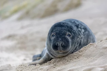 Foto auf Leinwand Young seal in its natural habitat laying on the beach and dune in Dutch north sea cost (Noordzee) The earless phocids or true seals are one of the three main groups of mammals, Pinnipedia, Netherlands © Sarawut