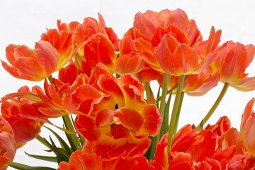 tulip. spring, flower, 