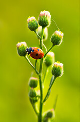 Seven spot lady bug on a flower