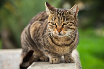 Stray cat outdoors beautiful portrait