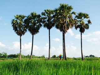 Fototapeta premium A person stands with a colorful umbrella. Amid the atmosphere of green rice fields among the tall palm trees, Sky with colorful clouds