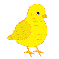 yellow chick on white background vector