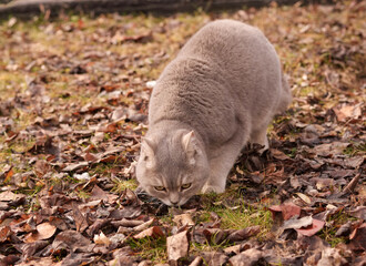sweat cat in park