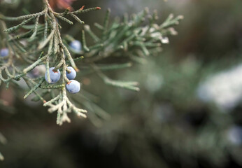 snow covered needles