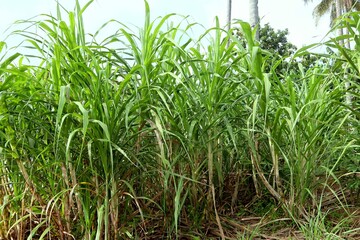 sugar cane field from lampung indonesia