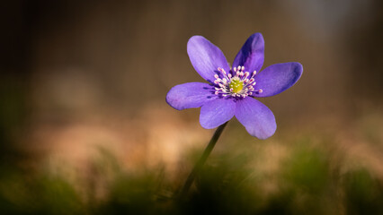 Anemone hepatica (heptica nobilis) blooming in a spring forest on a sunny day. - obrazy, fototapety, plakaty