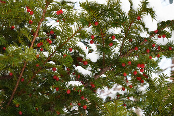 Those bright red fruits of the pine trees with the white snow background in Sapporo Japan