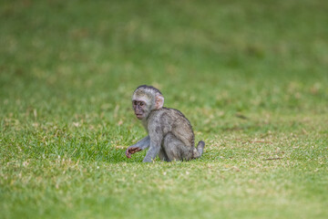 Baby vervet monkey playing on some grass