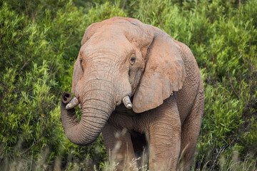 Fototapeta na wymiar Elephant with trunk raised