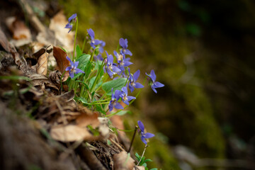 Kleine Veilchen am Waldboden, zarte violette Blüten in der Natur, Frühjahrsblumen unter Blättern, Waldboden-Flora, Wildblumen-Detail.