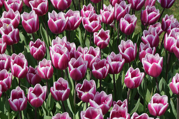 Obraz premium Blumen Floral Flora Pflanzen Schweiz