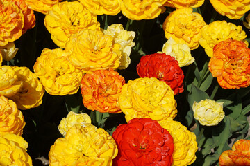 Blumen Floral Flora Pflanzen Schweiz