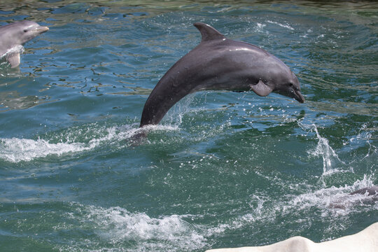 springender Delfin