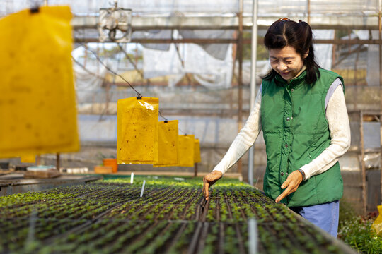Senior asian woman gardener is preparing organics vegetable seedling inside her greenhouse during winter time to plant out into the spring