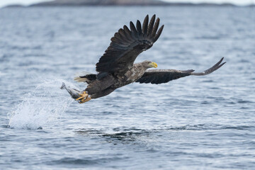 White-tailed eagle (haliaeetus albicilla)
