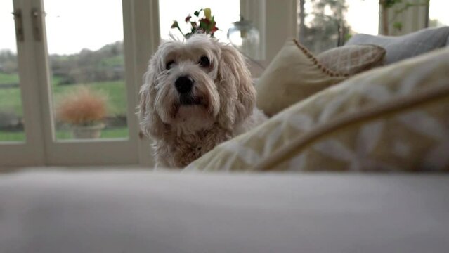 Slow motion reveal of cute cockapoo dog sitting on sofa. Home interior setting. Pet love concept video