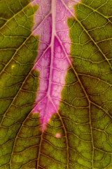 Coleus, a tropical plant with beautiful leaves