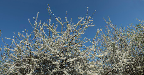 Cherry tree blossom. Flower. Blossom.