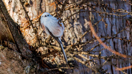 枝に摑まるシマエナガ　北海道