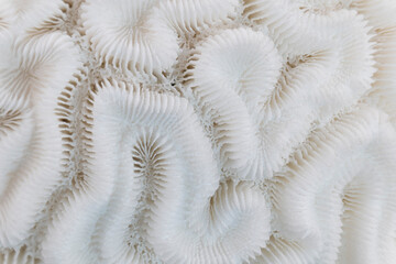 Macro image of a skeleton of a stony coral