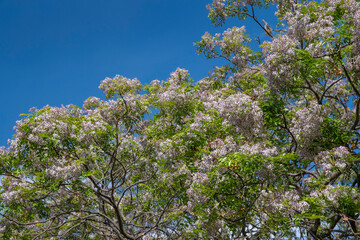 Spring flowers. Blossoming tree. Spring in New Zealand