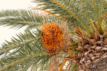 Fototapeta premium palm tree with fruits