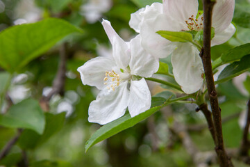 Spring. Pear tree blossom. Flower. Blossom.