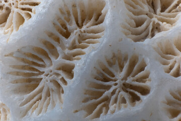 Macro image of a skeleton of a stony coral. High depth of focus