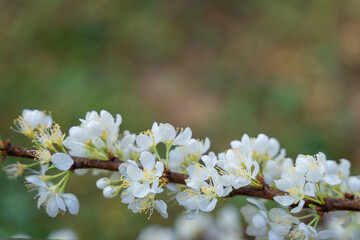 Beautiful branches of plum white flowers blooming with green leaves tree in the spring garden. Wild plum tree blossoms in the morning.