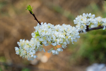 Beautiful branches of plum white flowers blooming with green leaves tree in the spring garden. Wild plum tree blossoms in the morning.