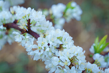 Beautiful branches of plum white flowers blooming with green leaves tree in the spring garden. Wild plum tree blossoms in the morning.