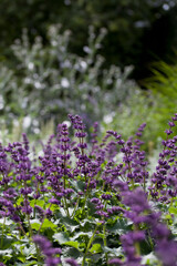 Purple lilac sage 'Salvia verticillata' -  Purple Rain) - a beautiful ornamental plant in the naturalistic native border of the cottage garden. 