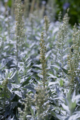 Artemisia ludoviciana Silver Queen is a flowering plant with silver leaves.