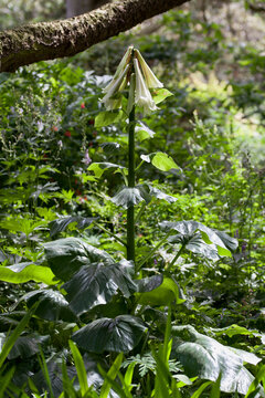 Cardiocrinum giganteum, the giant Himalayan lily, is the largest species of any of the lily plants, growing up to 3.5 metres high, blooming with white flowers.