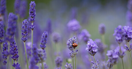 English Lavender - ' Loddon Blue' Lavandula angustifolia or officinalis -  ornamental plant in cottage gerden with dark blue flowers.